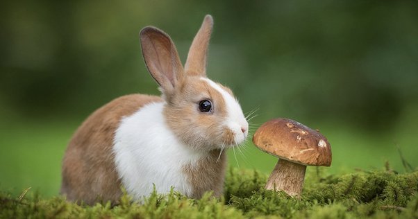 Can Rabbits Have Mushrooms? The Ultimate Guide to Safe Snacks