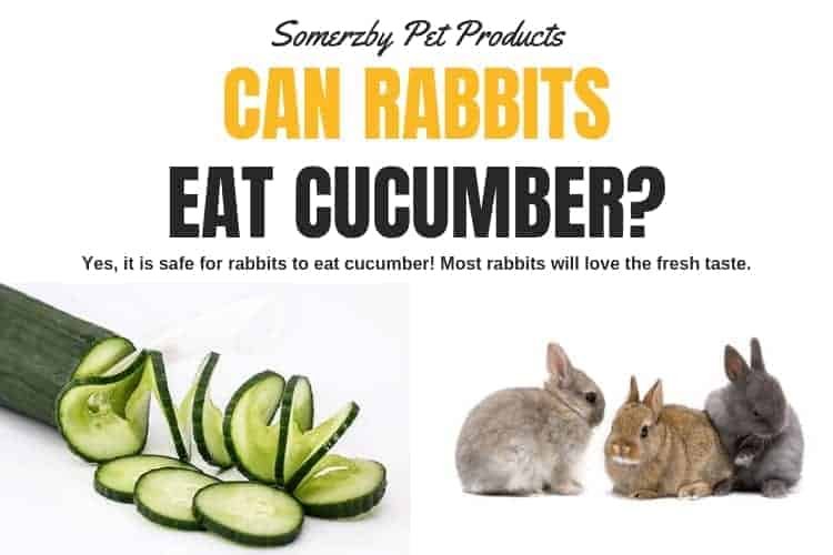 Do Rabbits Eat Cucumbers? Find Out the Surprising Truth!