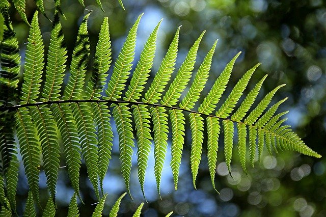 Do Rabbits Eat Ferns? Discover the Surprising Truth